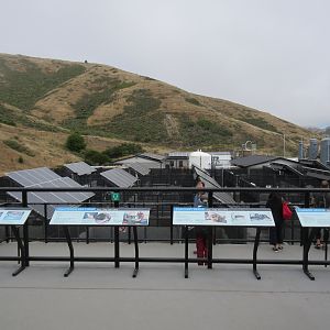 Pinniped Enclosures  - Viewing Deck