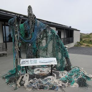 Ghost Net Monster - 450 pounds of netting taken from a dead Sperm Whale