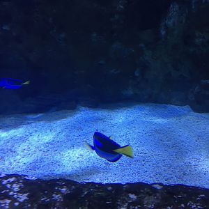 Blue Tang