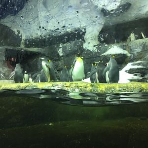 Emperor, Macaroni and Gentoo Penguins
