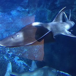 Bowmouth Guitarfish