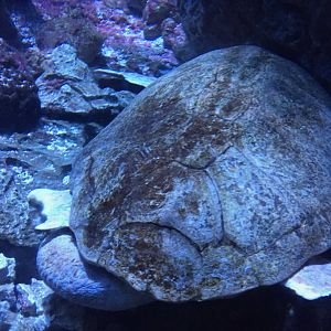 Turtle Species (Identify?)