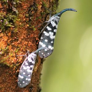 Lantern Bugs (Pyrops maculatus)