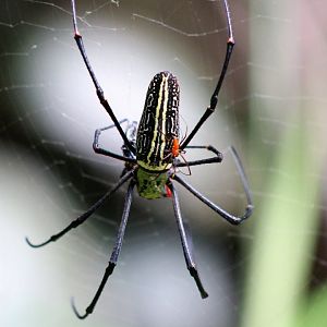 Nephila