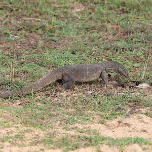 Bengal Monitor (Varanus bengalensis)