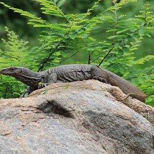 Bengal Monitor (Varanus bengalensis)