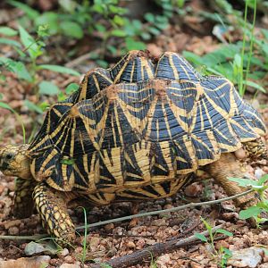 Star Tortoise (Geochelone elegans)