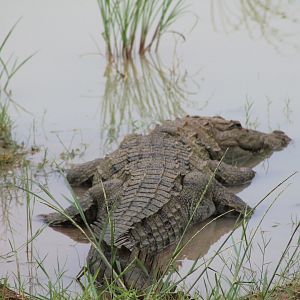 Mugger (Crocodylus palustris)