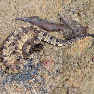 Merrem's Hump-nosed Viper (Hypnale hypnale)