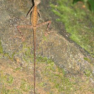 female Kangaroo Lizard (Otocryptis weigmanni)