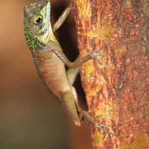 male Kangaroo Lizard (Otocryptis weigmanni)