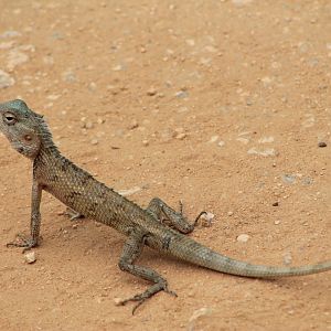 Changeable Lizard (Calotes versicolor)