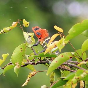 Green Garden Lizard (Calotes calotes)