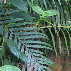 Green Vine Snake (Ahaetulla nasutus)