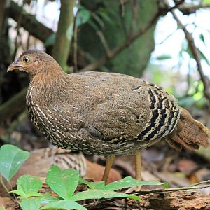 female Sri Lankan Junglefowl (Gallus lafayettii)