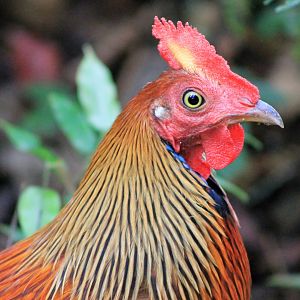 male Sri Lankan Junglefowl (Gallus lafayettii)