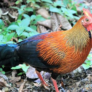 male Sri Lankan Junglefowl (Gallus lafayettii)