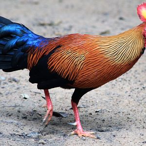 male Sri Lankan Junglefowl (Gallus lafayettii)