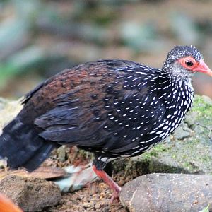 male Sri Lankan Spurfowl (Galloperdix bicalcarata)