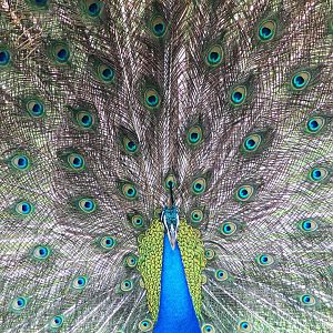 Blue Peafowl (Pavo cristatus) displaying