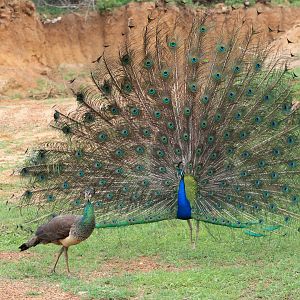 Blue Peafowl (Pavo cristatus) displaying