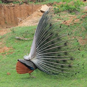 Blue Peafowl (Pavo cristatus) displaying