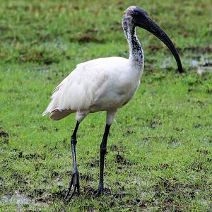 Black-headed Ibis (Threskiornis melanocephalus)
