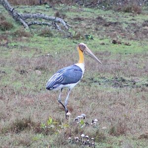 Lesser Adjutant (Leptoptilos javanicus)