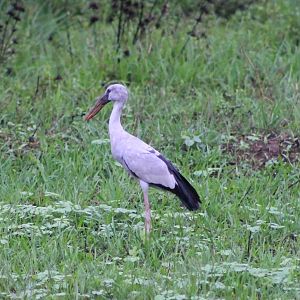 Asian Openbill Stork (Anastomus oscitans)