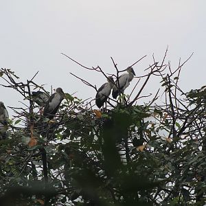 Asian Openbill Stork (Anastomus oscitans) colony