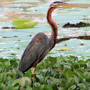 Purple Heron (Ardea purpurea)