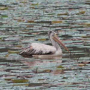 Spot-billed Pelican (Pelecanus philippensis)