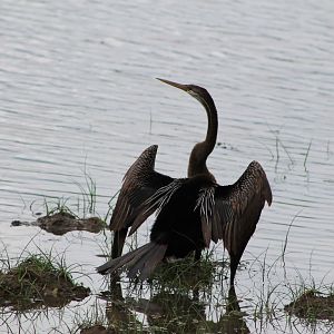 Oriental Darter (Anhinga melanogaster)