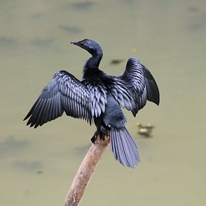Asian Little Cormorant (Phalacrocorax niger)