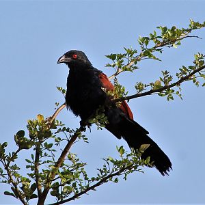 Southern Coucal (Centropus sinensis parroti)