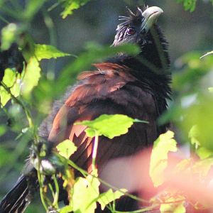 Green-billed Coucal (Centropus chlororhynchos)