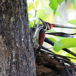 Lesser Goldenback Woodpecker (Dinopium benghalense psarodes)