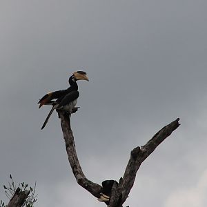 Malabar Pied Hornbills (Anthracoceros coronatus)