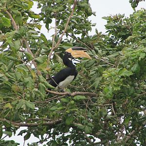 Malabar Pied Hornbill (Anthracoceros coronatus)