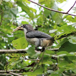 Sri Lankan Grey Hornbill (Ocyceros gingalensis)
