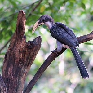 Sri Lankan Grey Hornbill (Ocyceros gingalensis)