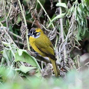 Yellow-eared Bulbul (Pycnonotus penicillatus)