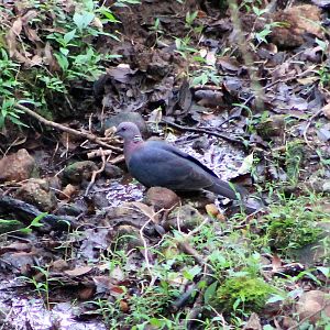 Sri Lankan Woodpigeon (Columba torringtoniae)