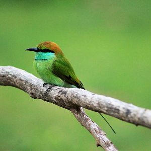 Green Bee-eater (Merops orientalis)