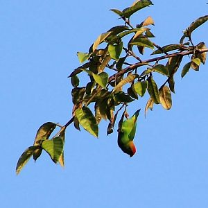Sri Lankan Hanging Parrot (Loriculus beryllinus)