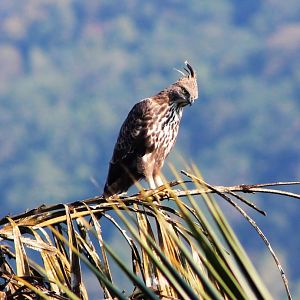 Crested Hawk-eagle (Nisaetus cirrhatus)