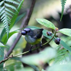 Legge's Flowerpecker (Dicaeum vincens)