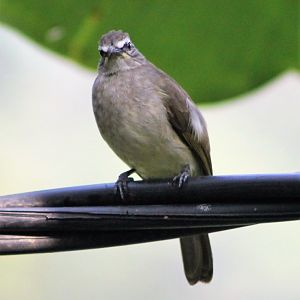 White-browed Bulbul (Pycnonotus luteolus)