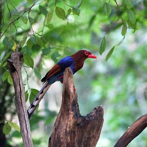Sri Lankan Blue Magpie (Urocissa ornata)