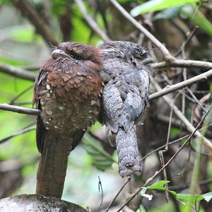 Sri Lankan Frogmouths (Batrachostomus moniliger)